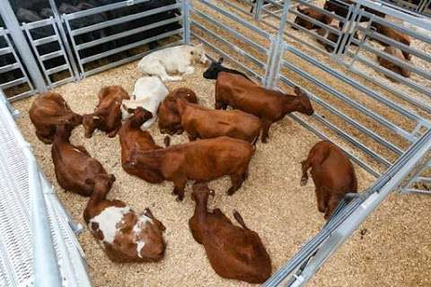 Photo: NVLX - Northern Victoria Livestock Exchange